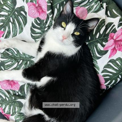 Foto 1/1 Yuki Chat perdido en Marseille