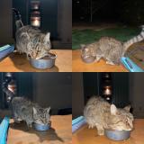 Foto de gato encontrado en Saint Andre