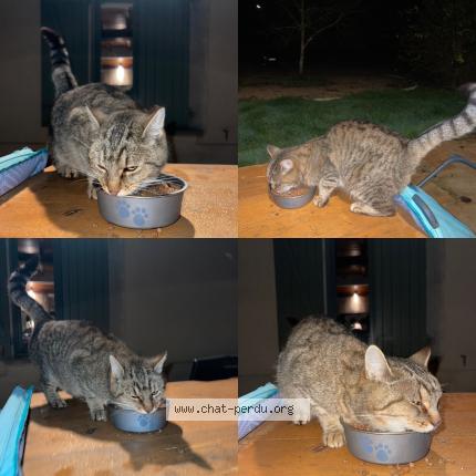 Foto 1/1 Gato encontrado Encontrado en Saint andre