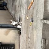 Foto del gato perdido en Sorede