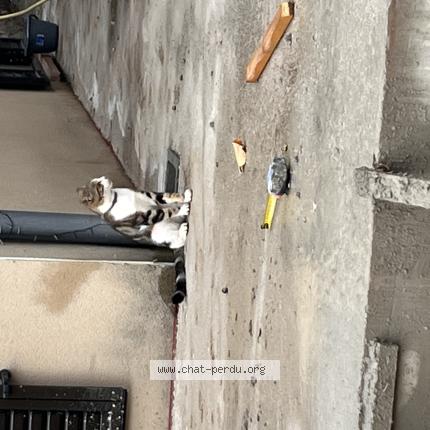 Foto 1/1 Beb Chat perdido en Sorede