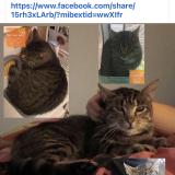 Foto del gato perdido en Saint Symphorien Sur Saone