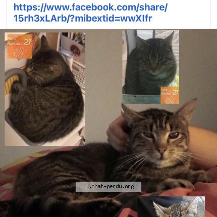 Foto 1/1 Cookie Chat perdido en Saint symphorien sur saone