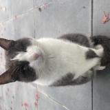 Foto de gato encontrado en Vertou