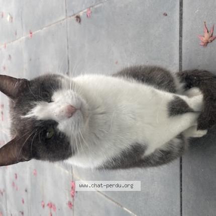 Foto 1/1 Gato encontrado Encontrado en Vertou