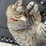 Foto del gato perdido en Lyon