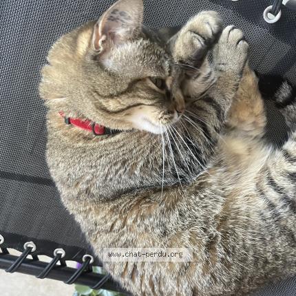 Foto 1/1 Alys Chat perdido en Lyon