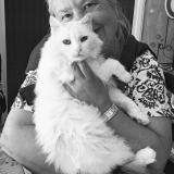 Foto del gato perdido en Treigny