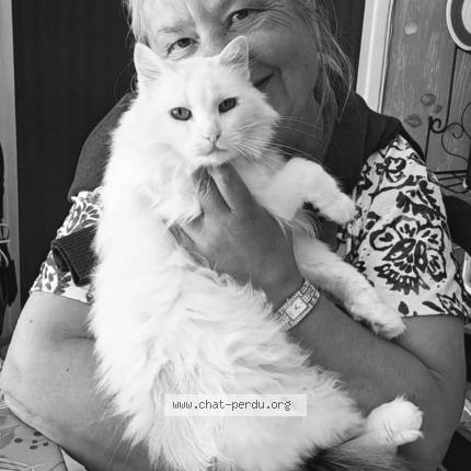 Foto 1/1 JUNON Chat perdido en Treigny