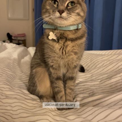 Foto 1/1 Louna Chat perdido en Lille