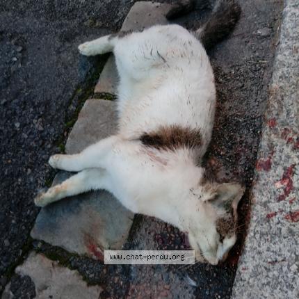 Foto 1/1 Gato encontrado Encontrado en Saumur