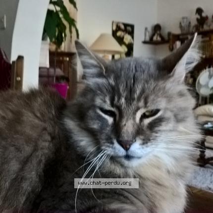 Foto 1/1 bambou Chat perdido en Nantes