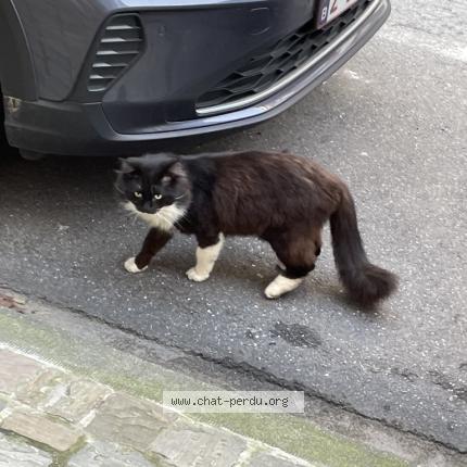 Foto 1/1 Gato encontrado Encontrado en Ixelles