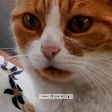 Foto 1/1 Iris Chat perdido en Hersin coupigny