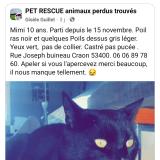 Foto del gato perdido en Craon