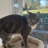 Foto del gato perdido en Saint Pargoire