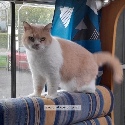 Foto 1/1 Hisati Chat perdido en Raon l etape