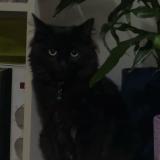 Foto del gato perdido en L Aiguillon Sur Vie