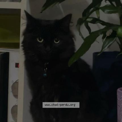 Foto 1/1 Oscar Chat perdido en L aiguillon sur vie
