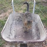 Foto del gato perdido en Erome