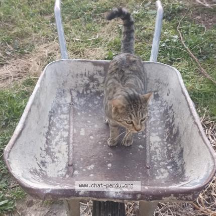 Foto 1/1 Croquette Chat perdido en Erome