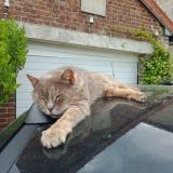 Foto del gato perdido en Chauny