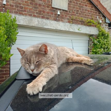 Foto 1/1 Mimie Chat perdido en Chauny