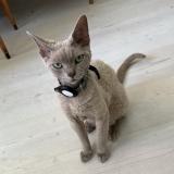 Foto del gato perdido en La Neuveville