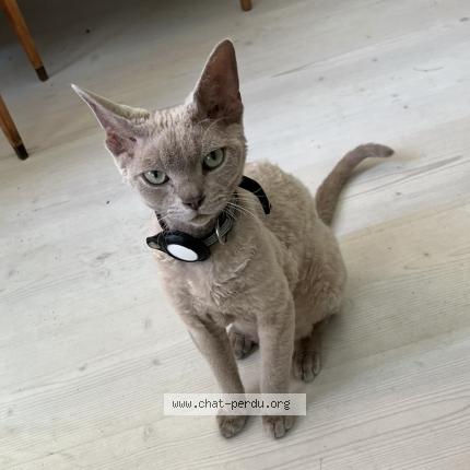 Foto 1/1 Guiness Chat perdido en La neuveville