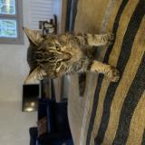 Foto de gato encontrado en Ahetze