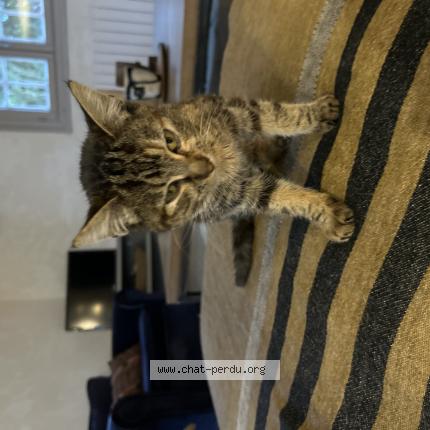 Foto 1/1 Gato encontrado Encontrado en Ahetze