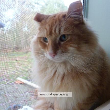 Foto 1/5 Gato encontrado Encontrado en Thenon