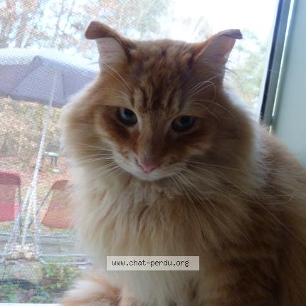 Foto 2/5 Gato encontrado Encontrado en Thenon