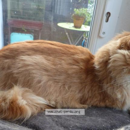 Foto 3/5 Gato encontrado Encontrado en Thenon