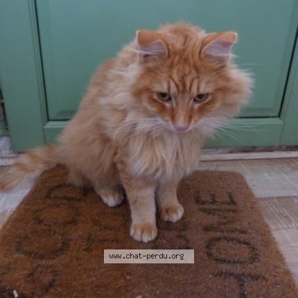 Foto 4/5 Gato encontrado Encontrado en Thenon