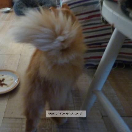 Foto 5/5 Gato encontrado Encontrado en Thenon