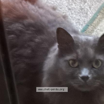 Foto 1/1 Gato encontrado Encontrado en Aubervilliers