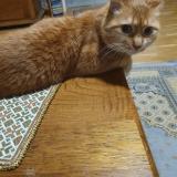 Foto del gato perdido en Geneve