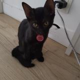 Foto del gato perdido en Simiane Collongue