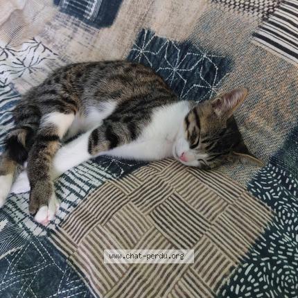 Foto 1/1 Akyo Chat perdido en Ambon