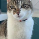 Foto del gato perdido en Boue