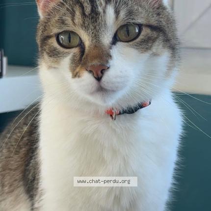 Foto 1/1 Vegas Chat perdido en Boue