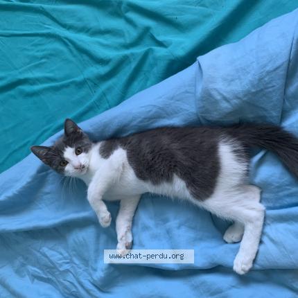 Foto 1/2 Silver Chat perdido en Saint jory