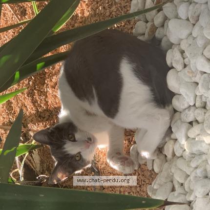 Foto 2/2 Silver Chat perdido en Saint jory