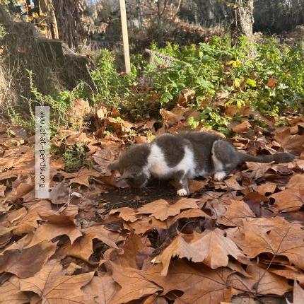 Foto 1/1 Gato encontrado Encontrado en Richelieu