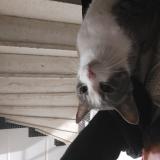 Foto de gato encontrado en Nice