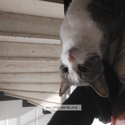 Foto 1/1 Gato encontrado Encontrado en Nice