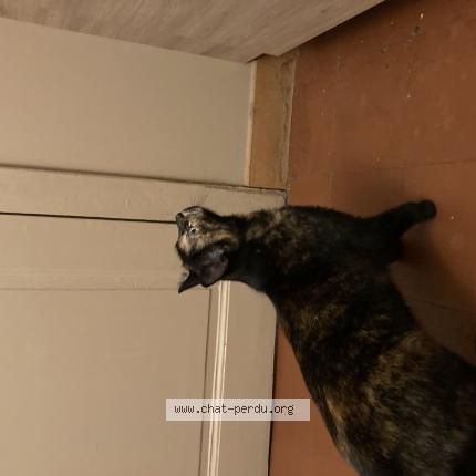 Foto 1/1 Gato encontrado Encontrado en Laval