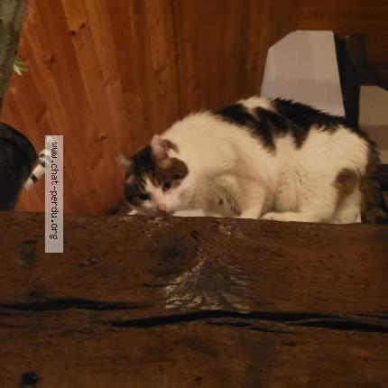 Foto 1/1 Charlie Chat perdido en Chanteloup