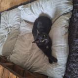 Foto del gato perdido en St Laurent De Chamousset